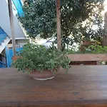 住宿加早餐酒店 布萨拉齐住宿加早餐旅馆 3*